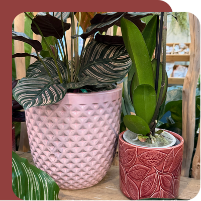 SylvaGrow Ericaceous Compost at Boma Garden Centre, Kentish Town