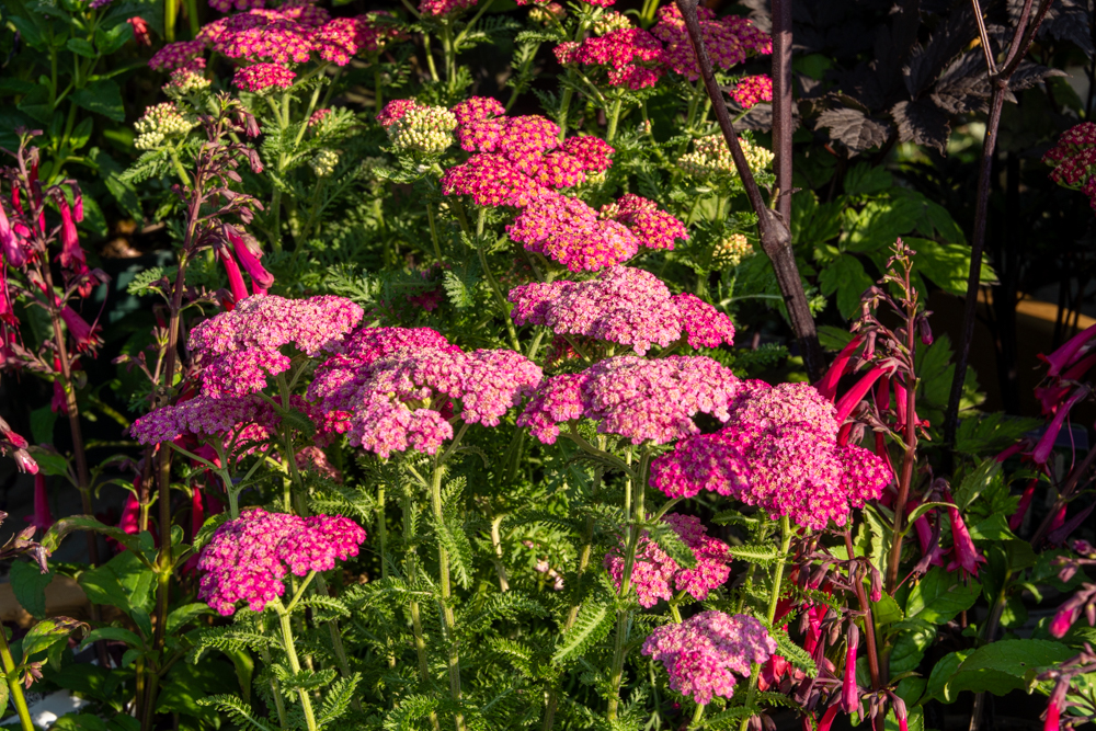 Achillea 'New Vintage Rose' with flat, rose-pink flowerheads above fern-like grey-green foliage