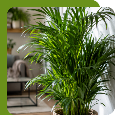 Areca Indoor Plant Special Offer
