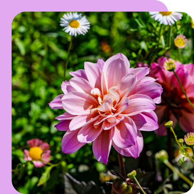 Dahlia Special Offer