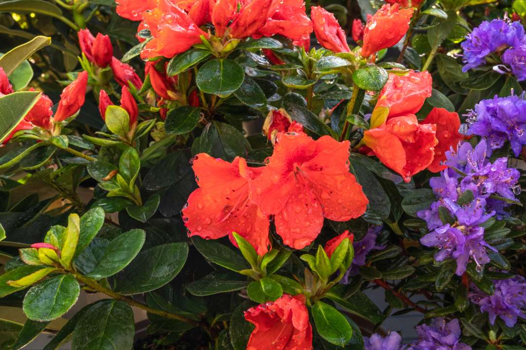 Rhododendron and Camellia in containers with ericaceous compost in a shaded North London garden
