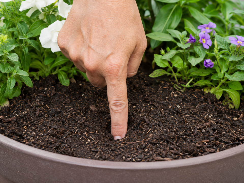 Checking soil moisture by pressing a finger into the compost of a planted container in a North London garden
