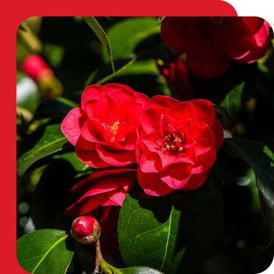 Camellia Special Offer at Boma Garden Centre, Kentish Town