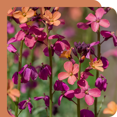 Erysimum Special Offer at Boma Garden Centre, Kentish Town