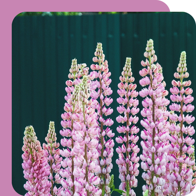 1L Perennials Special Offer at Boma Garden Centre, Kentish Town