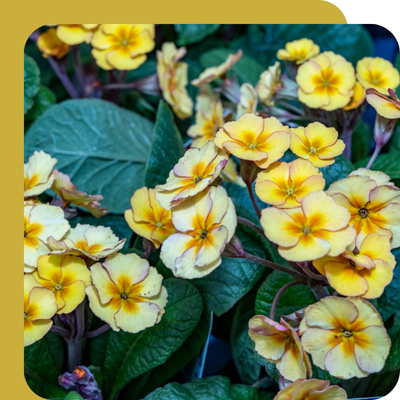 Primula & Primroses Special Offer at Boma Garden Centre, Kentish Town