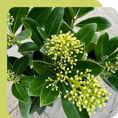 Skimmia Special Offer at Boma Garden Centre, Kentish Town