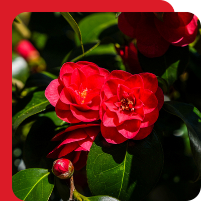 Camellia Special Offer at Boma Garden Centre, Kentish Town
