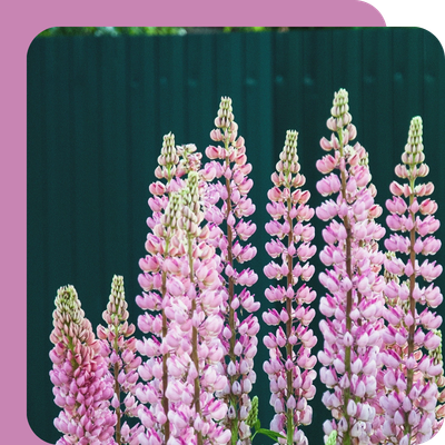 1L Perennials Special Offer at Boma Garden Centre, Kentish Town