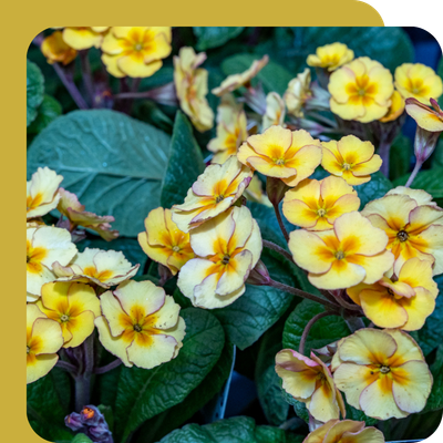 Primula & Primroses Special Offer at Boma Garden Centre, Kentish Town