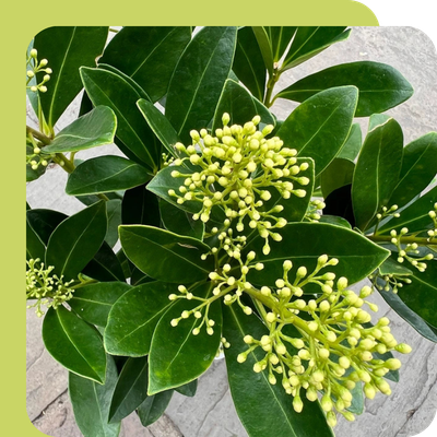 Skimmia Special Offer at Boma Garden Centre, Kentish Town