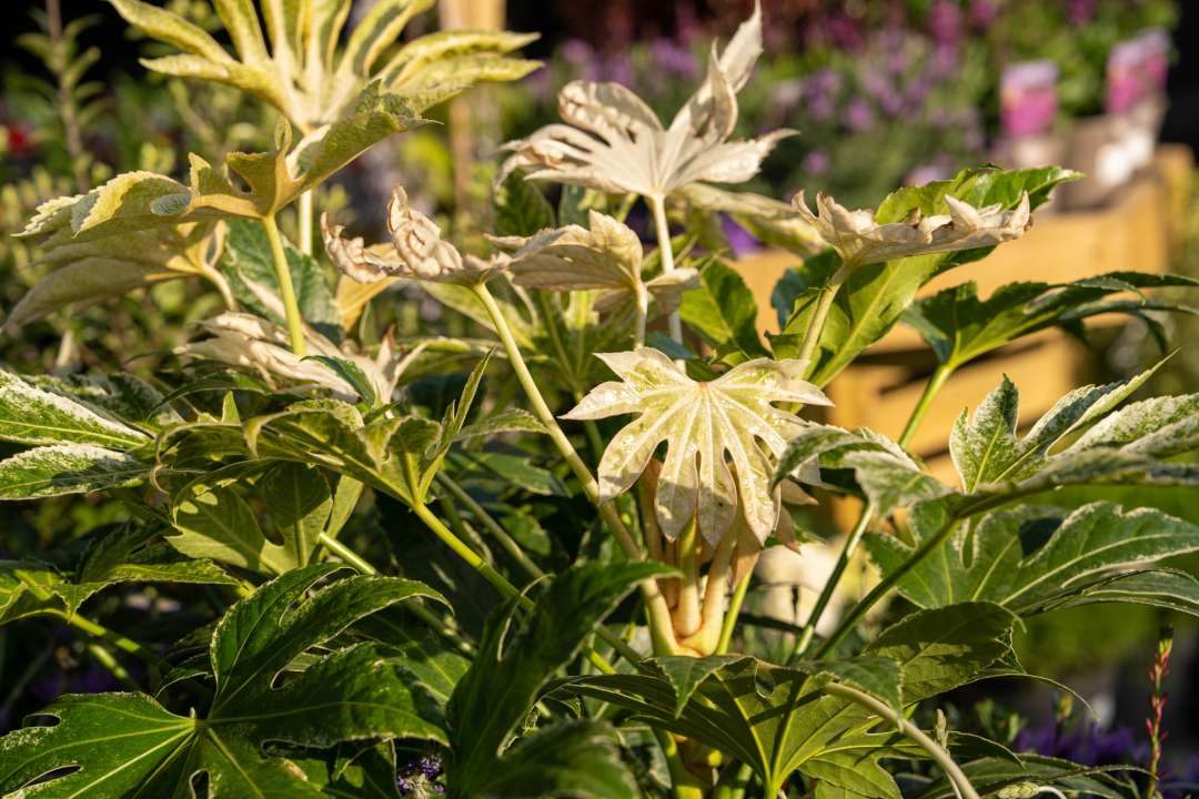 Fatsia japonica 'Spider's Web' with variegated foliage, photographed in warm side light at Boma Garden Centre