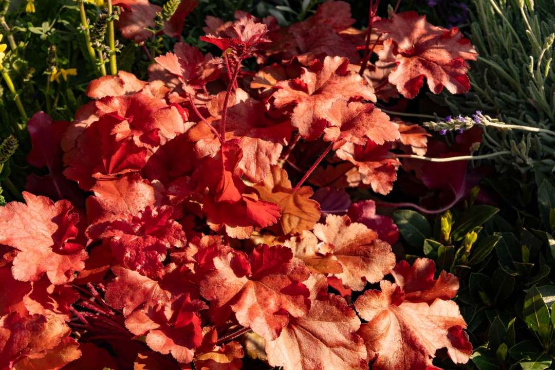 Heuchera 'Marmalade' with coral-orange foliage, photographed in warm evening light at Boma Garden Centre