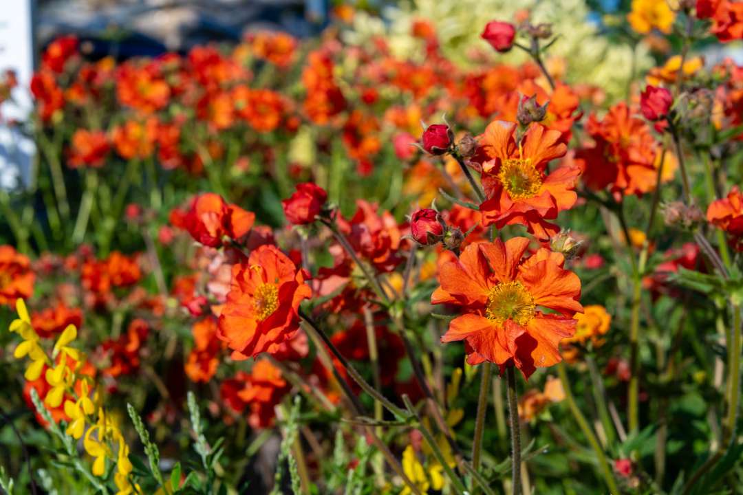 Geum 'Totally Tangerine' in orange flower, photographed against a softly blurred background at Boma Garden Centre