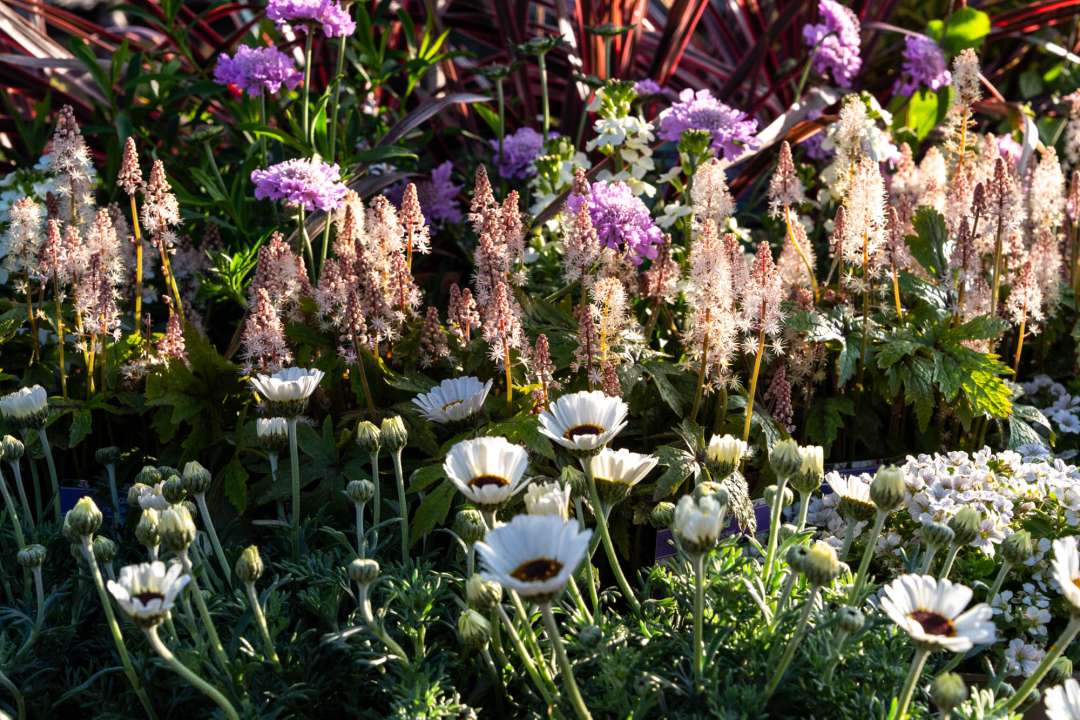 Layered planting of Osteospermum, Tiarella and Scabiosa with Iberis and a Phormium backdrop, photographed at Boma Garden Centre
