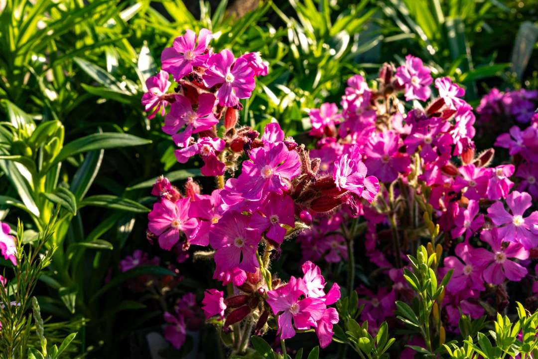 Silene dioica (red campion) in full pink flower, a British native wildflower suited to naturalistic planting schemes
