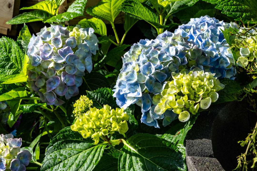 Hydrangea macrophylla mophead flower heads in blue, lime-green and mauve, with water droplets on the leaves, photographed at Boma Garden Centre