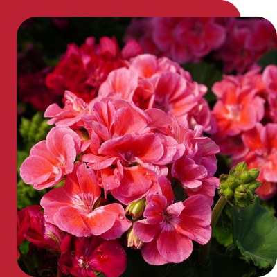 Geranium 10.5cm Special Offer