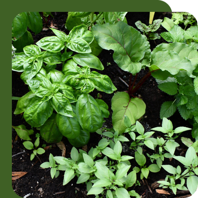 Herbs 1L Special Offer