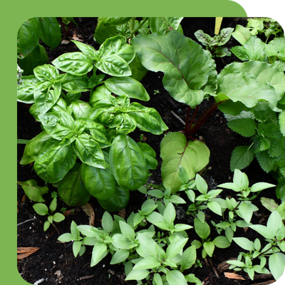 Herbs 9cm Special Offer