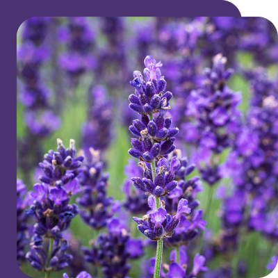 Lavender Hidcote & Munstead 2L Special Offer
