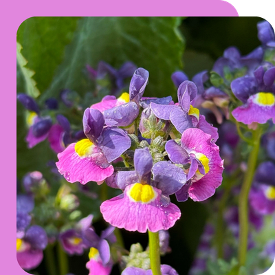 Nemesia 1L Special Offer