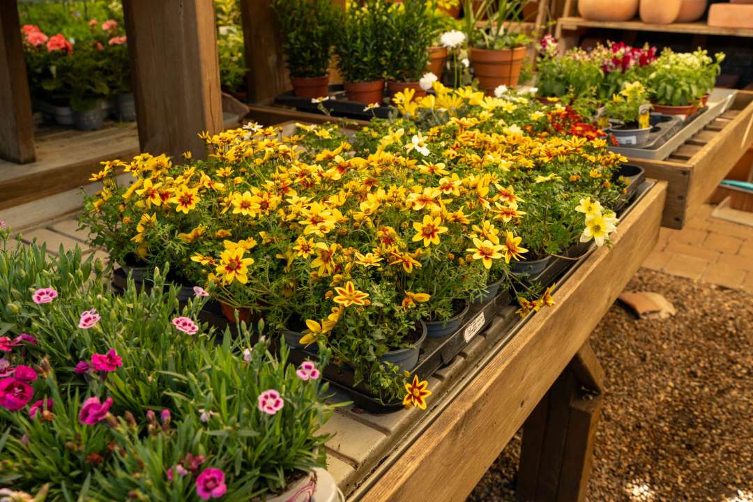 Seasonal Bedding Plants at Boma Garden Centre