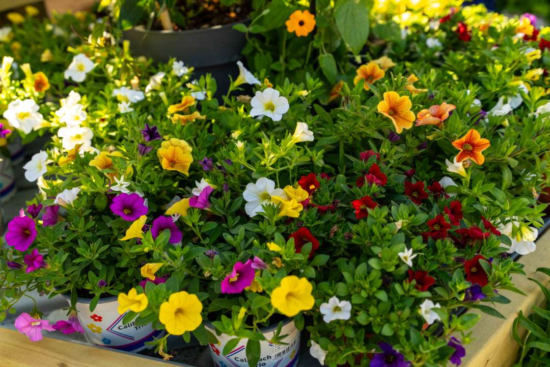 Calibrachoa available at Boma Garden Centre