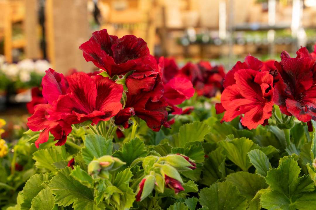 Pelergoniums available at Boma Garden Centre