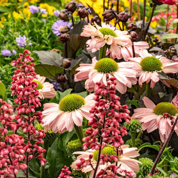 Perennials at Boma Garden Centre in Kentish Town