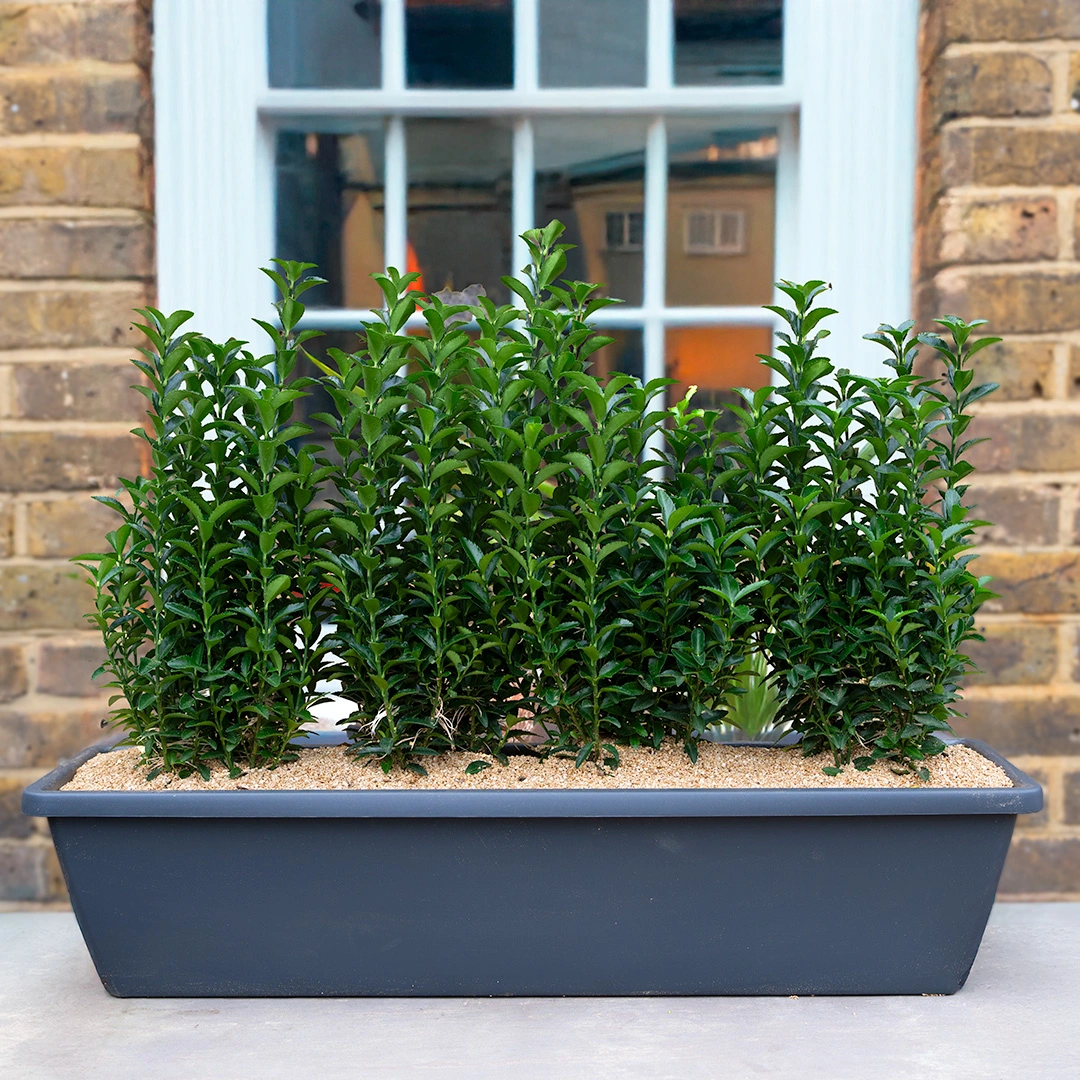 Euonymus japonicus 'Green Spire' planted as a close row in a slate-grey rectangular polystone trough on a London window sill