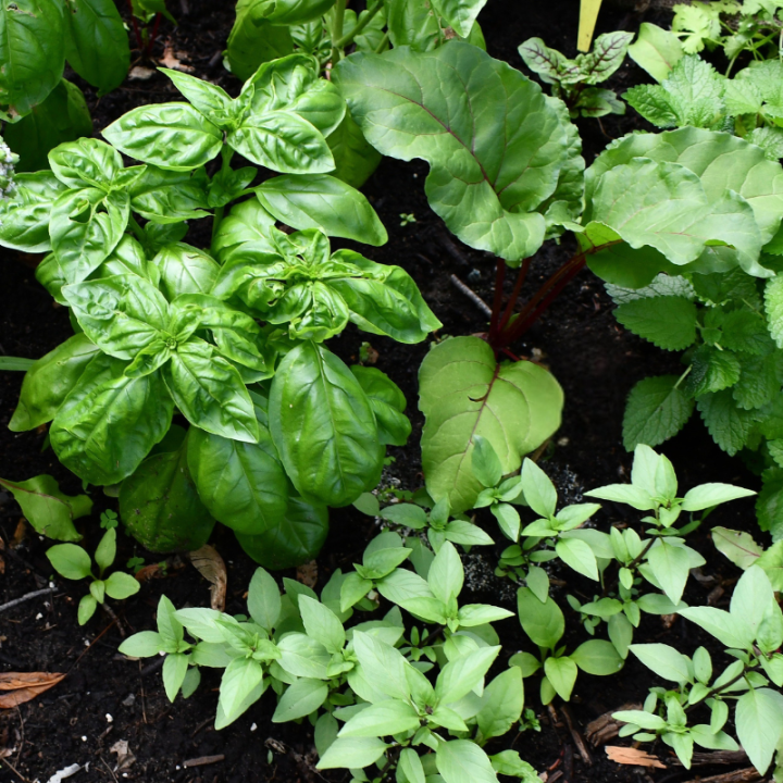Herbs at Boma Garden Centre, Kentish Town