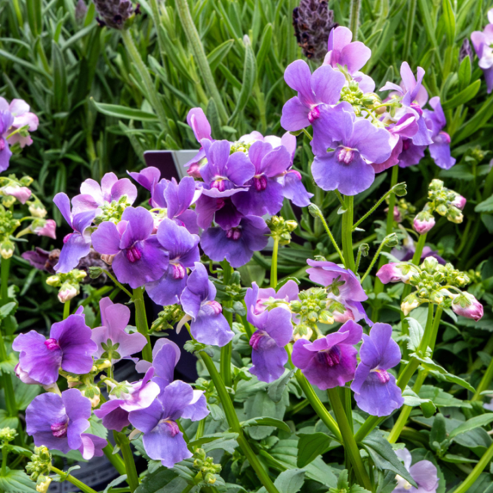 Nemesia at Boma Garden Centre, Kentish Town