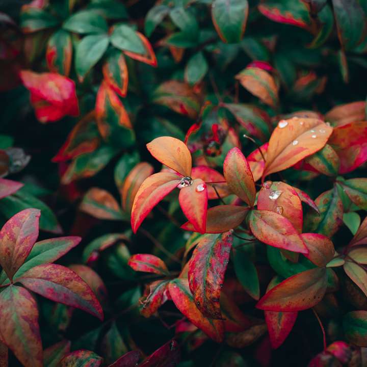 Outdoor Plants For all Seasons at Boma Garden Centre Kentish Town London