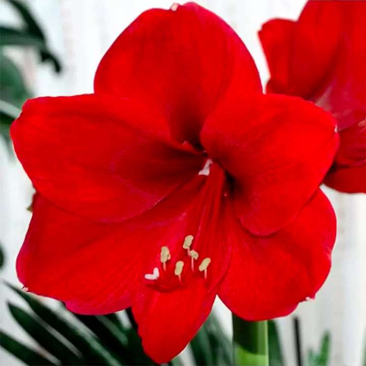 Amaryllis Hippeastrum 'Merry Christmas' available at Boma Garden Centre Kentish Town London