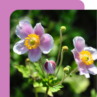 Anemone Offer