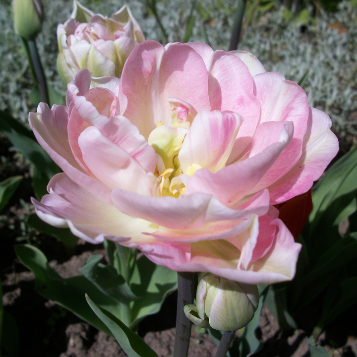 Tulip 'Angelique' bulbs at Boma Garden Centre London