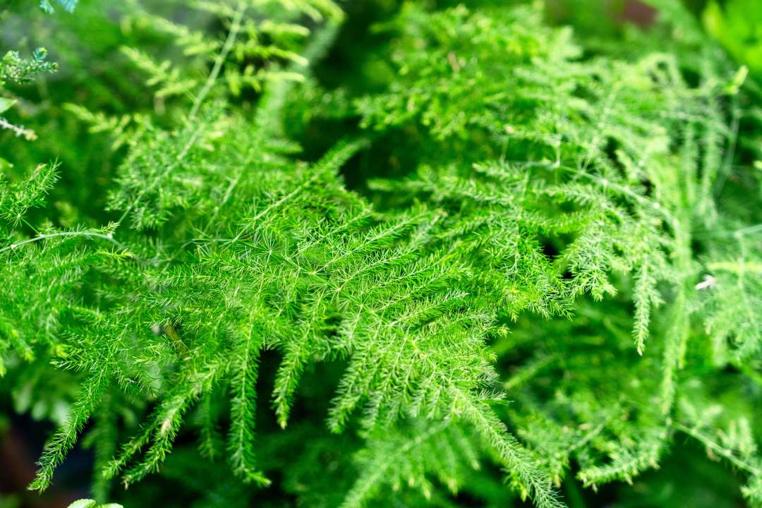 Asparagus Fern at Boma Garden Centre in Kentish Town London