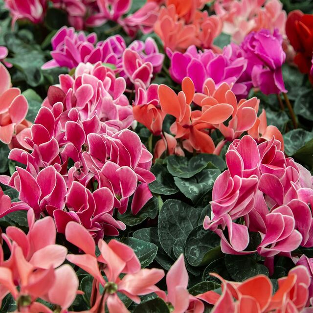 Autumn Plants at Boma Garden Centre Kentish Town London