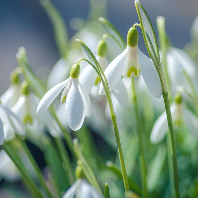 Winter Flowering Plants at Boma Garden Centre Kentish Town London