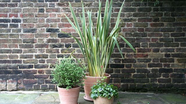 By outdoor plants at Boma Garden Centre Kentish Town London