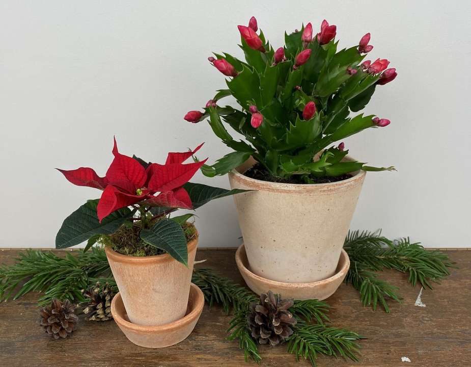 Christmas plants & flowers