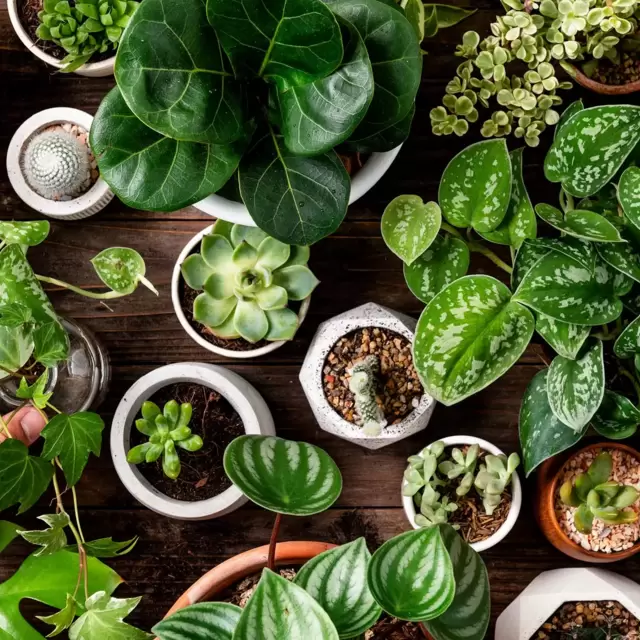 Indoor plants by size at Boma Garden Centre Kentish Town London