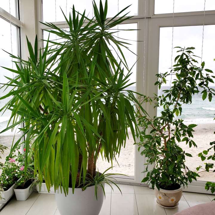 Large Indoor Plants at Boma Garden Centre Kentish Town London