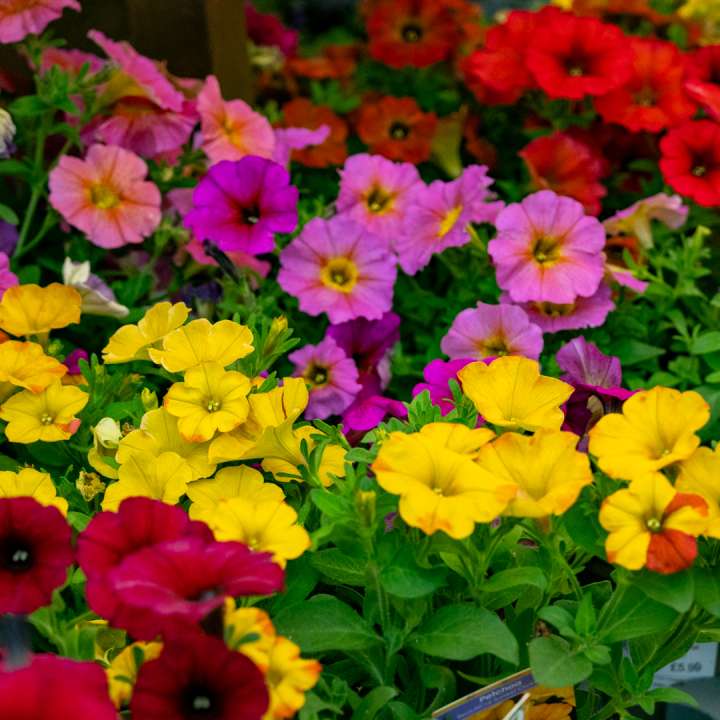 Bedding Plants at Boma Garden Centre in Kentish Town