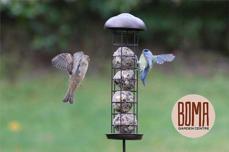 Henry Bell Fat Balls Bird Feed at Boma Garden Centre