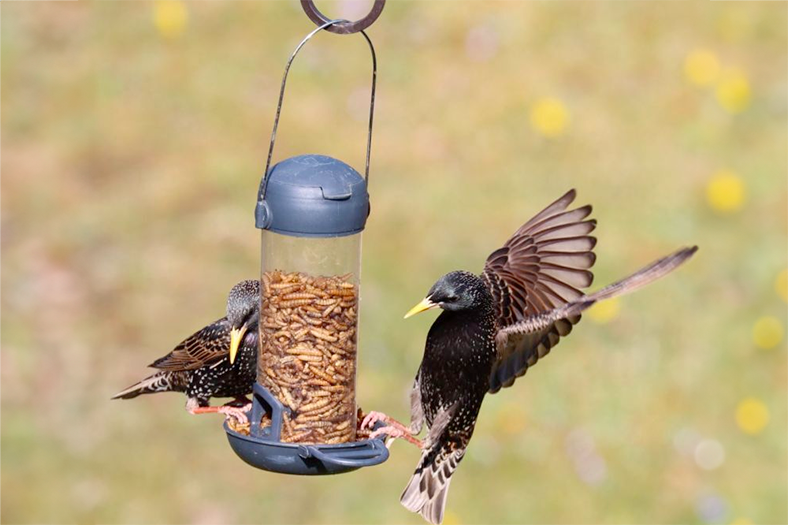 Henry Bell Mealworm Feed and Feeders at Boma Garden Centre Kentish Town London