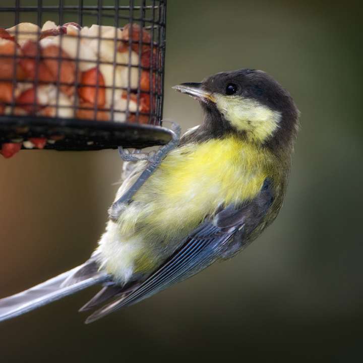 Bird Feed Bird Feeders and Bird Tables at Boma garden centre Kentish Town London