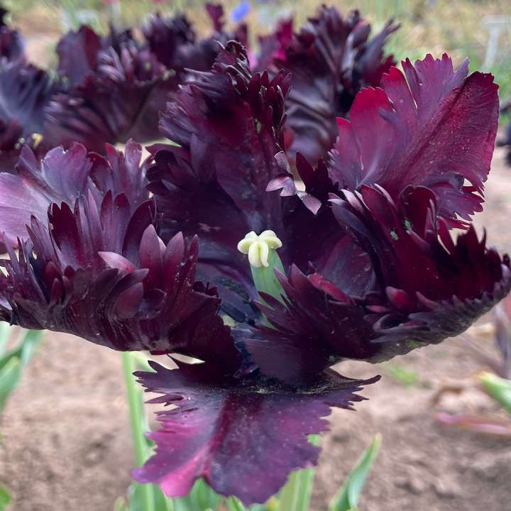 Tulip 'Black Parrot' bulbs at Boma Garden Centre London