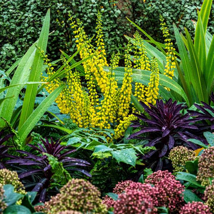 Outdoor Plants at Boma Garden Centre in Kentish Town